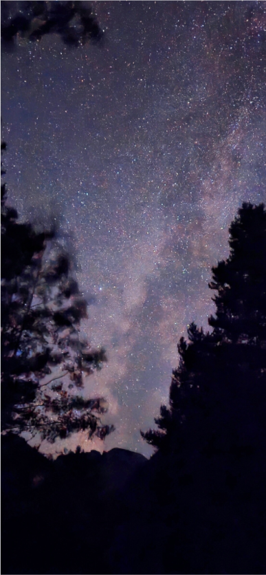 A Galaxy Through the Trees