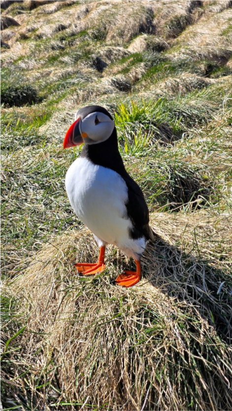 Atlantic Puffin